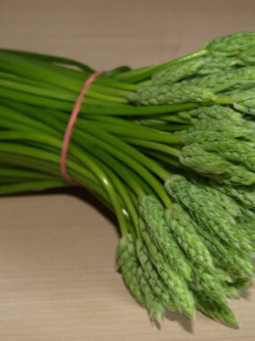asperges-sauvages