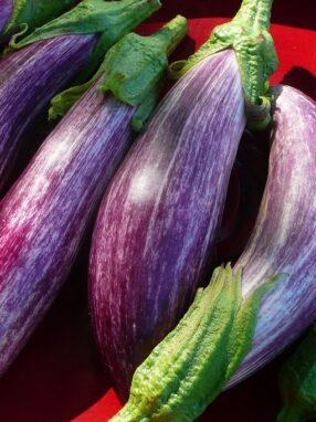 aubergine-listada