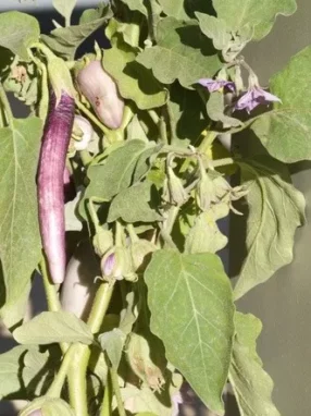 aubergine-longue