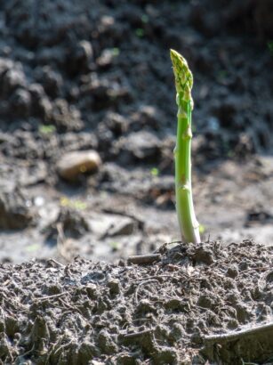 histoire-asperges