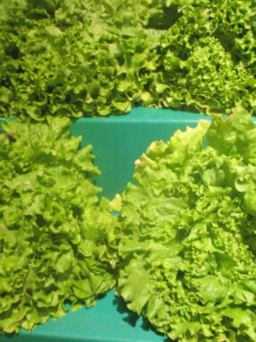 laitue-feuille-de-chene