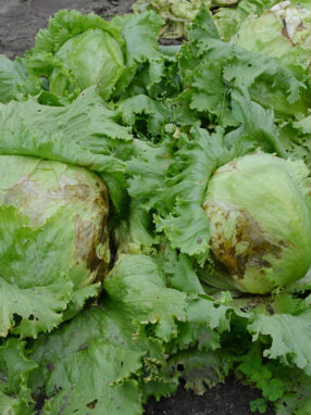 laitue-iceberg