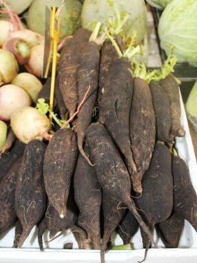 radis-noir